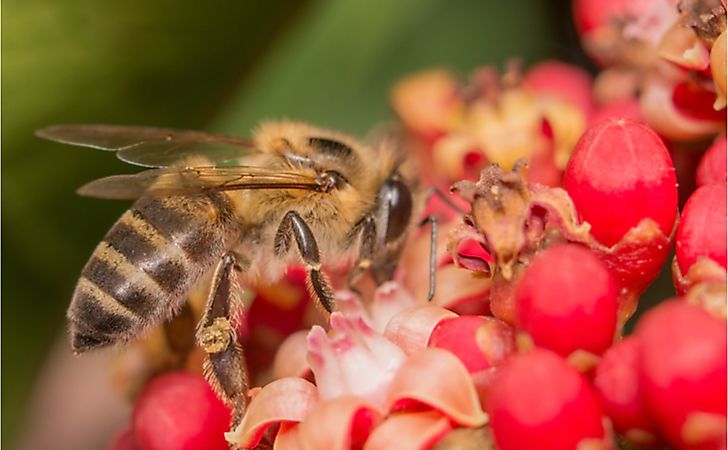 Killer bee on flower. Killer bee on flower.