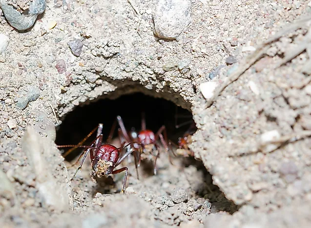 #1 Ant