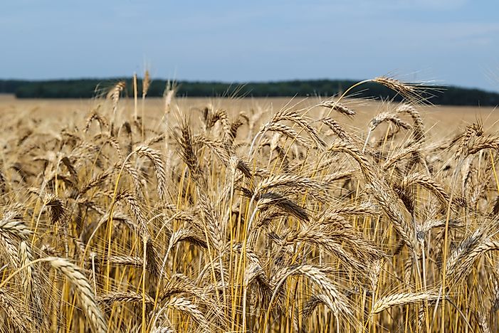 Top Triticale Producing Countries in the World