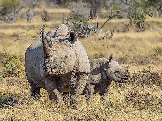 How Many Rhinos Are There on Earth?