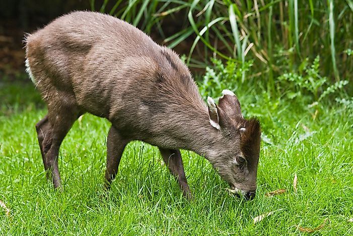 Interesting Facts About The Tufted Deer