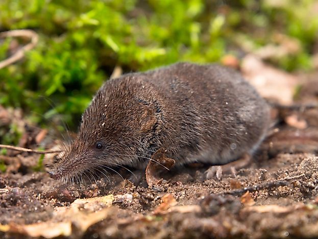 #7 Eurasian Pygmy Shrew