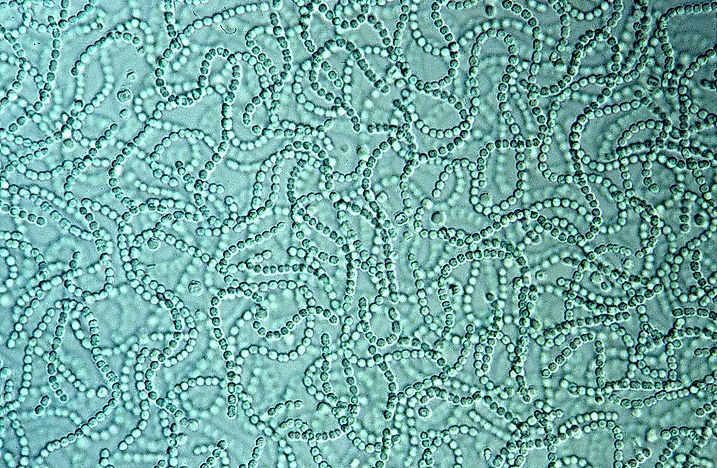 #1 Cyanobacteria – 2.8 billion years old