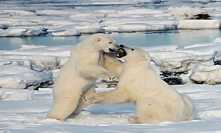 #2 Polar Bear -