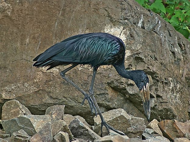 #14 African Openbill