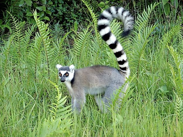 #9 Madagascar