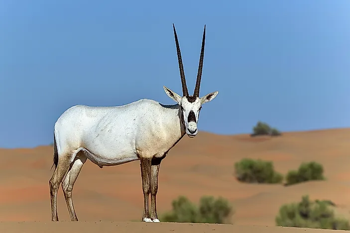 #5 Arabian Oryx