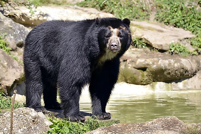 #3 Spectacled Bear - 340 lb