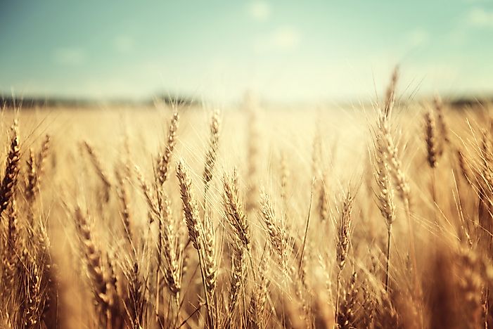 #4 Wheat