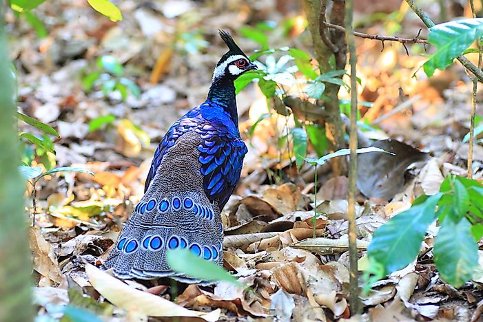#8 Palawan Peacock-pheasant