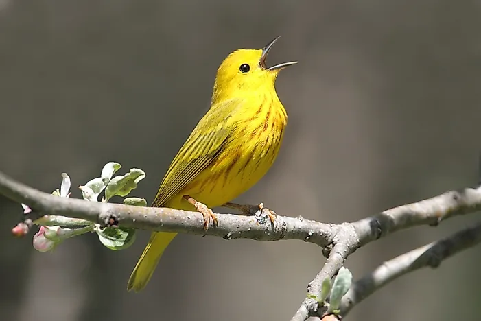 #13 Yellow Warbler