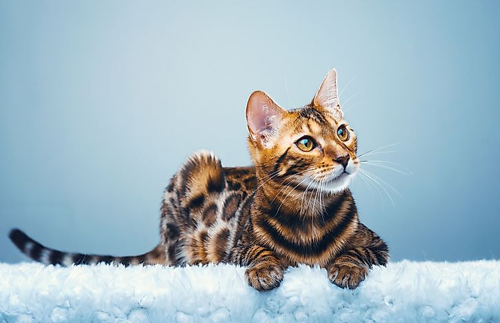 15 Rare Cat Breeds From Around the World - WorldAtlas.com