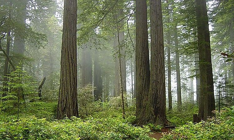 #8 Redwood National and State parks -
