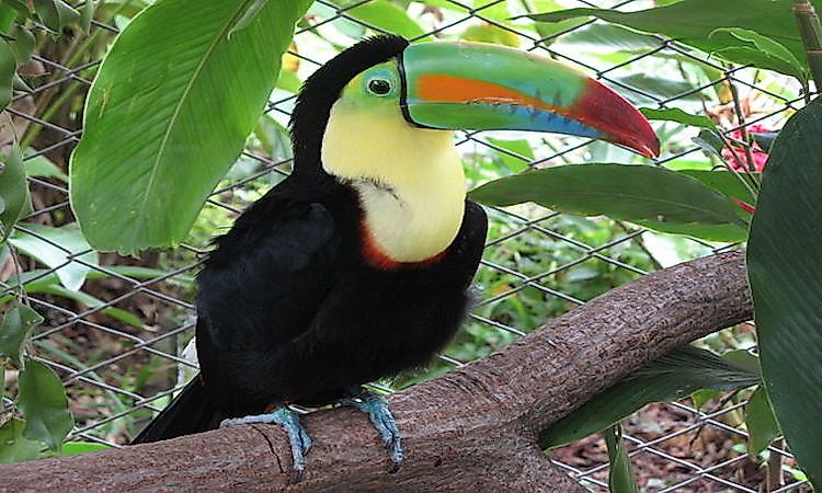 #3 Toucan -