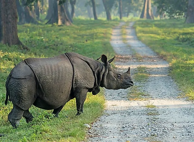 #9 Indian Rhinoceros