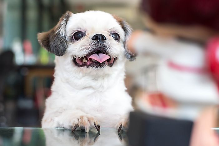 A Shih Tzu dog. A Shih Tzu dog.