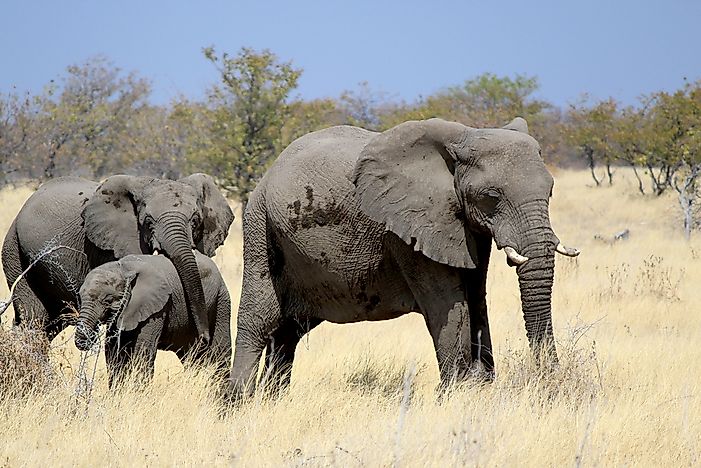 #9 Elephant
