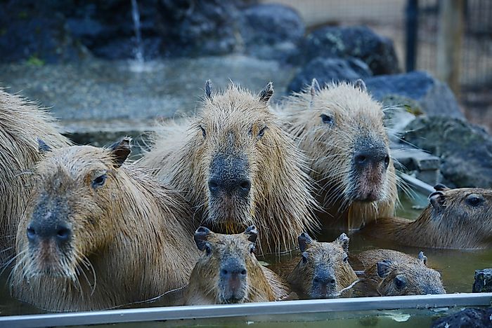 #3 There are hot springs in Japan that are home to capybaras.