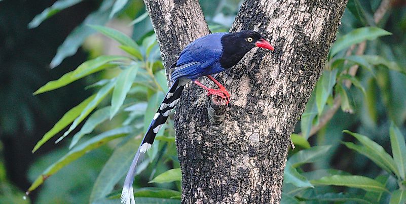 #10 Taiwan Blue Magpie
