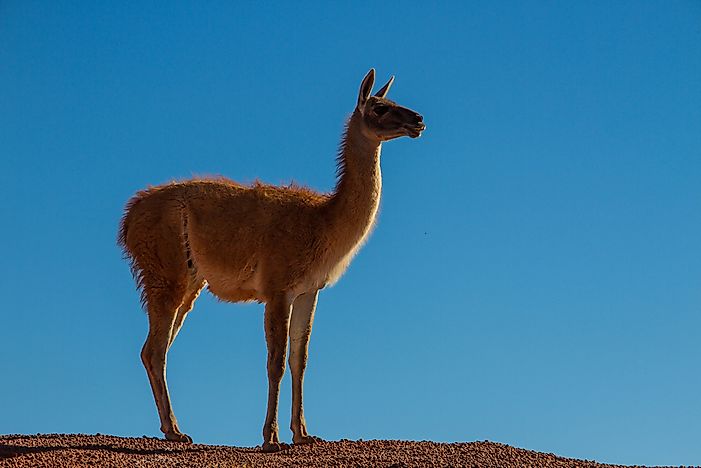 A vicuña in Argentina. A vicuña in Argentina.