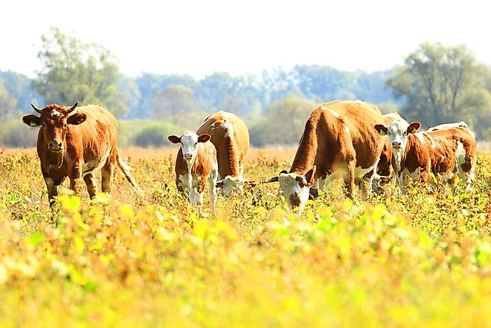 What is Sustainable Agriculture?