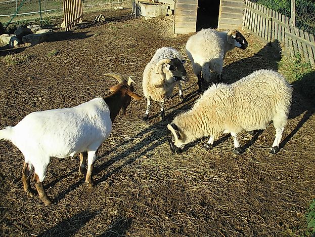 Top 10 Goat And Sheep Meat Exporters
