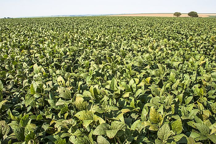 A soy bean field in Brazil. A soy bean field in Brazil.