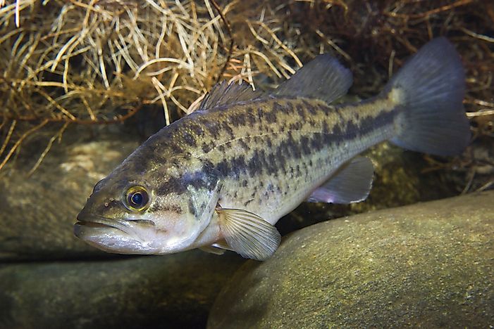 #4 Micropterus salmoides