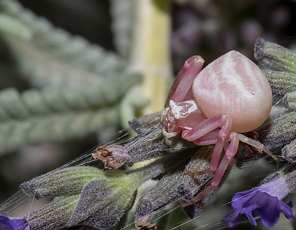 #8 Crab Spider
