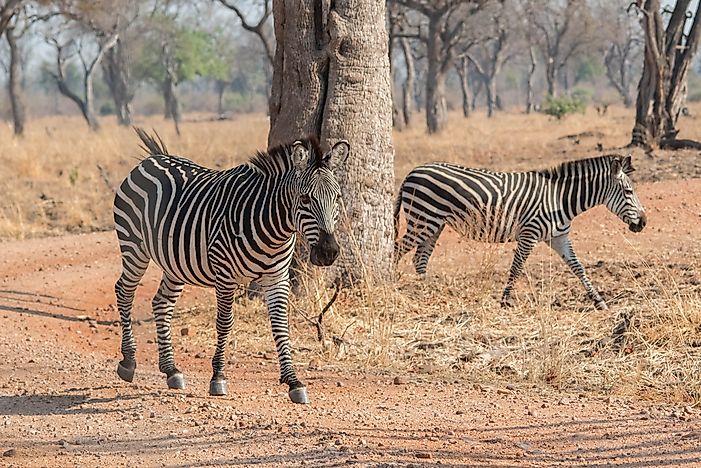 Crawshay's zebras. Crawshay's zebras.