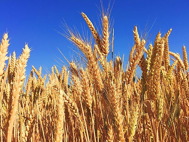 Are GMO Foods Good For You? Arguments For And Against