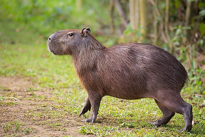 #9 Like many other rodents, capybaras mostly hop!