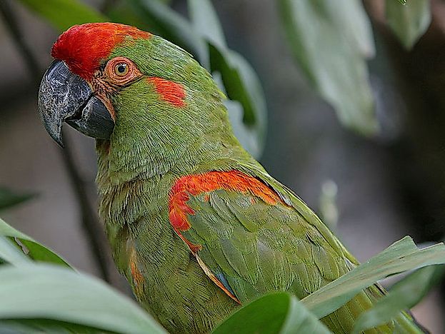 #11 Red-Fronted Macaw