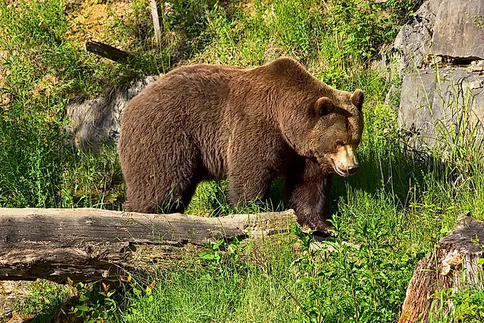 #8 Brown Bear