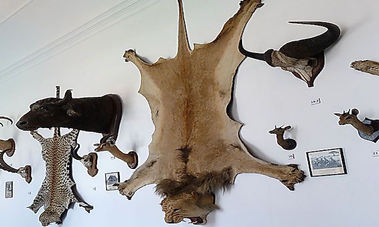 #1 Lions Endangered -