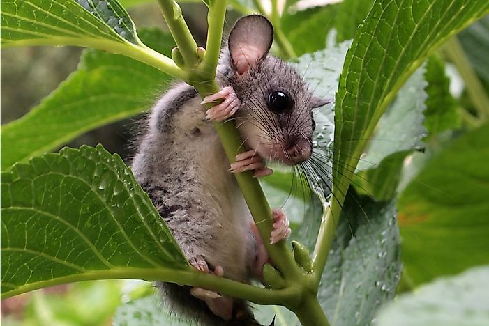 #6 Garden Dormouse