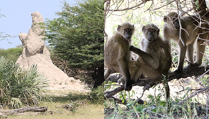 Namibia's Top National Parks