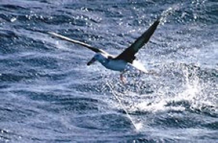 What Is Bycatch In Fishing?