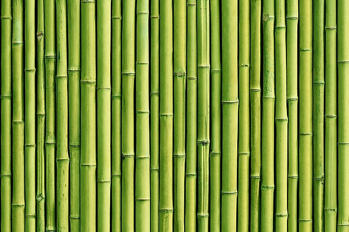What Are The Different Applications Of Bamboo?