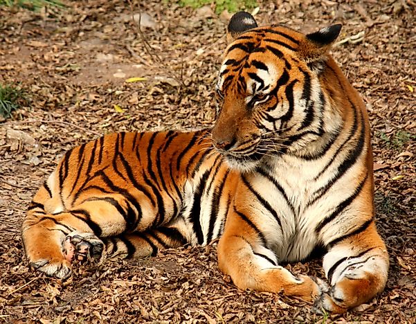 #2 Asian Tigers