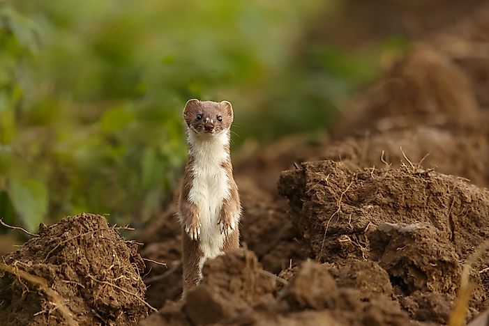 #10 Least Weasel