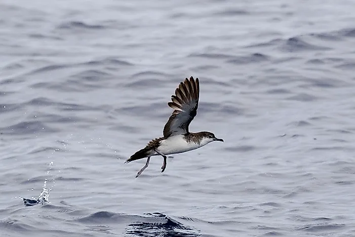 Native Birds Of Iran