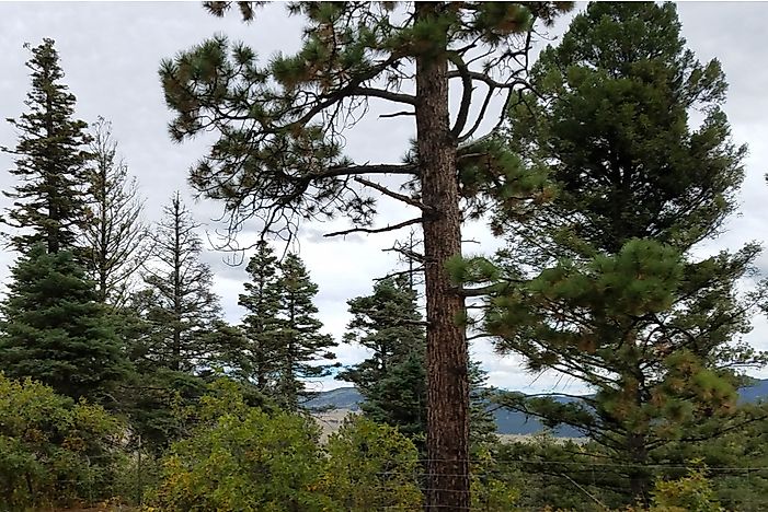 Do Evergreen Trees Lose Their Leaves?