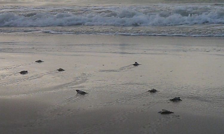 #5 Padre Island National Seashore -