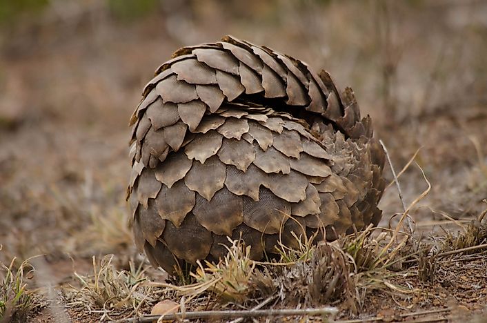 #1 Pangolin Quick Facts