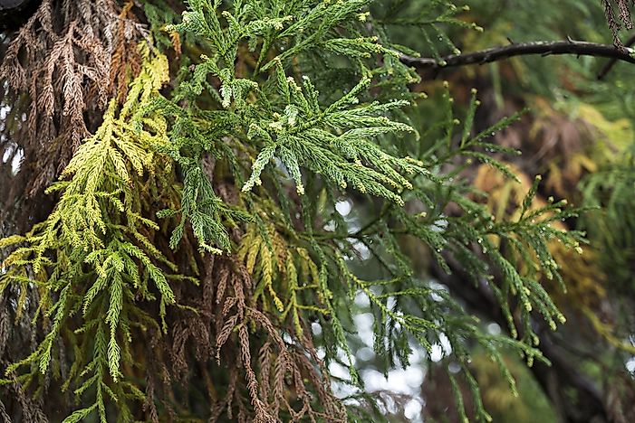 #1 Cedar Trees