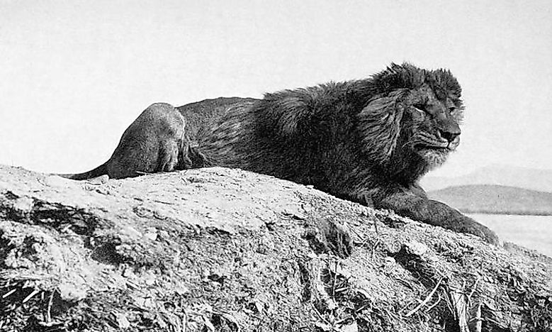 #9 Barbary Lion -