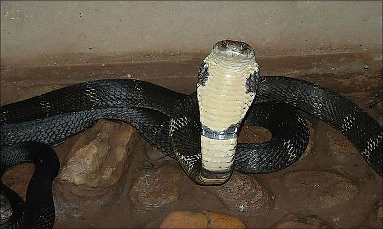 #7 King Cobra -