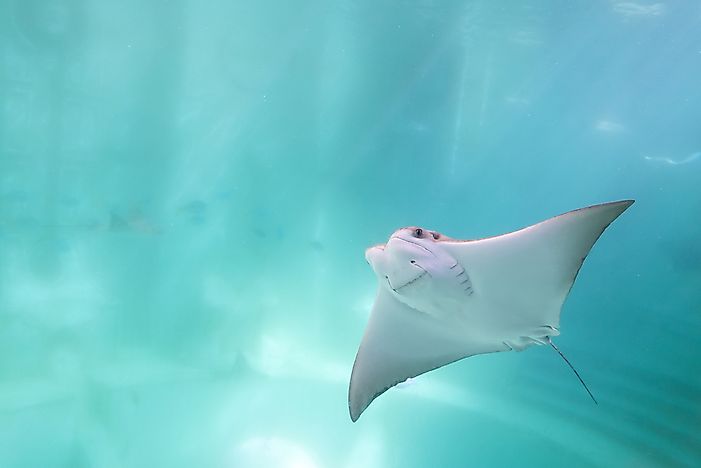 The cownose ray is known for its look, which is as if it is smiling. The cownose ray is known for its look, which is as if it is smiling.