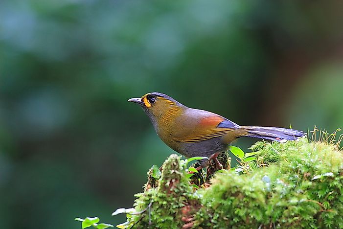 #12 Steere's Liocichla